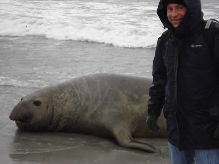 Falkland Island's Elephant Seal