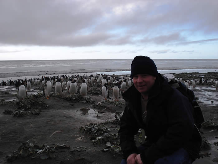 Falkland Island's penguins